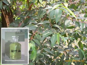 聚源堂天然香料油产品 聚源堂天然香料油产品图片 聚源堂天然香料油怎么样 最新聚源堂天然香料油产品展示